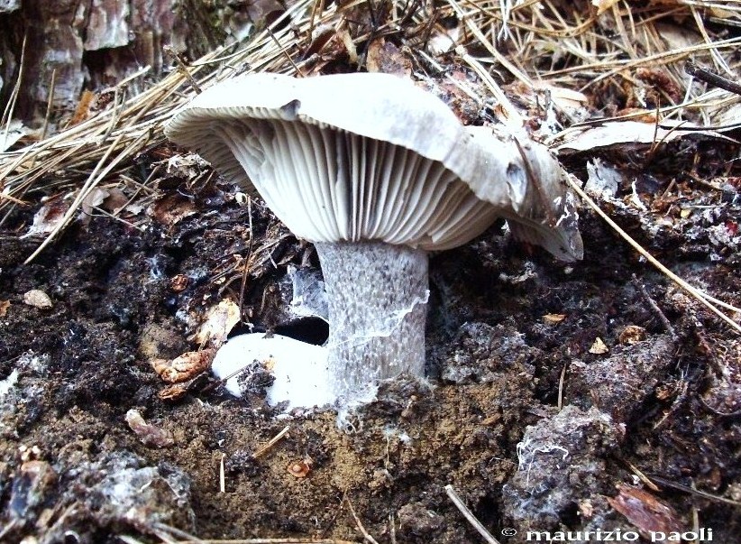 Ci siamo quasi.....(Hygrophorus marzuolus)